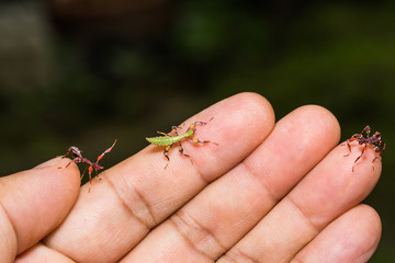Young leaf insect (Phyllium westwoodi)