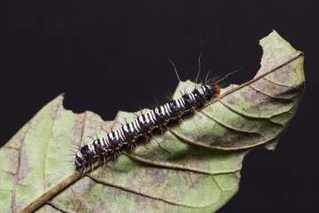 Crotalaria Podborer (Mangina argus) caterpillar