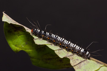 Crotalaria Podborer (Mangina argus) caterpillar