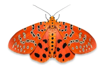 Crédence de cuisine en verre imprimé Papillon Crotalaria Podborer (Mangina argus) moth