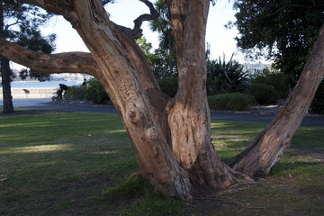 Obraz premium Sydney Australia, views of botanical gardens in spring Biconvex paperbark tree 