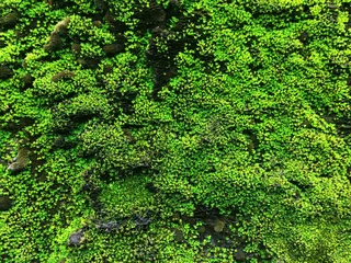Foto op Plexiglas Green mos background, With Green Mos © tassita