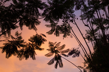 Fototapeta na wymiar Branches of palm trees on background of a beautiful summer sunset