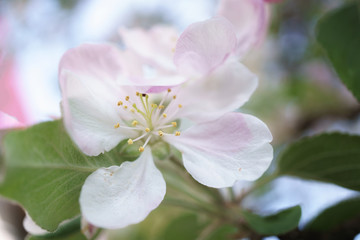 Obraz na płótnie Canvas apple tree flowers blossoming in the sunny garden