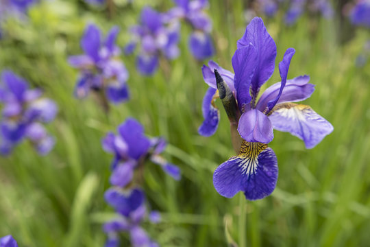 Blue flower of iris in the garden.