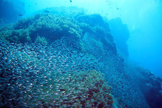 Coral reef