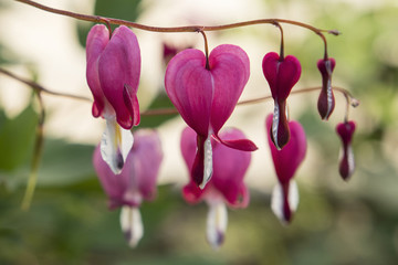 Dicentra spectabilis heart shaped flowers.