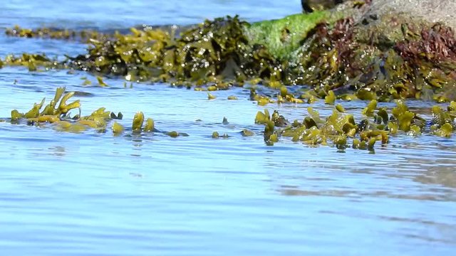 Algen im Meer