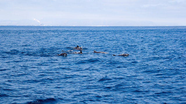 Playful dolphins swimming in open ocean waters near Ventura coast, Southern California