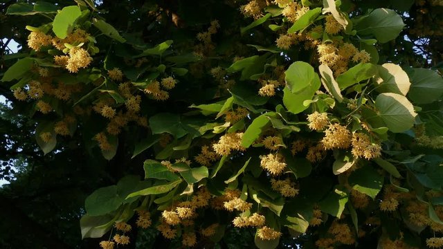 Blooming linden tree at sunset. 
Swaying yellow tilia blossoms and leaves.
Close up on the branches.
Nature concept. 
Springtime concept. 
Low angle. No people.