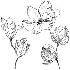 Magnolia in a vector style isolated. Full name of the plant: Magnolia. Vector for background, texture, wrapper pattern, frame or border.