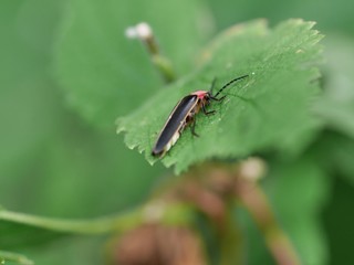 Garden insect