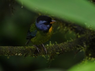 Ecuador fauna