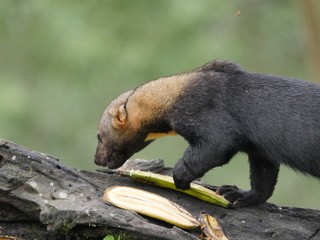 Ecuadorian Weasel. Cabeza de mate or Tayra