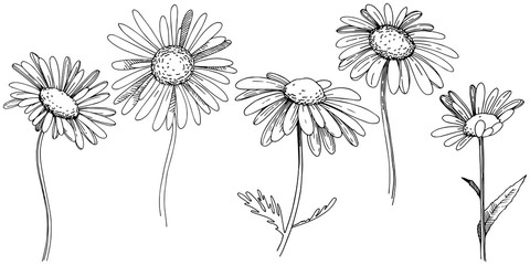 Daisy in a vector style isolated. Full name of the plant: Daisy. Vector flower for background, texture, wrapper pattern, frame or border.