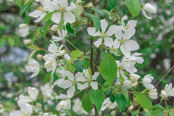 Macro photo white and blue flowers on trees, spring, clouds and blue sky