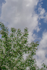 Macro photo white and blue flowers on trees, spring, clouds and blue sky