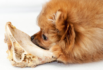 Little spitz-dog gnaws a bone