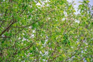 Macro photo white and blue flowers on trees, spring, clouds and blue sky