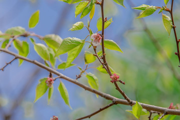 Macro photo white and blue flowers on trees, spring, clouds and blue sky
