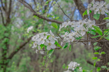 Macro photo white and blue flowers on trees, spring, clouds and blue sky