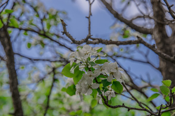 Macro photo white and blue flowers on trees, spring, clouds and blue sky