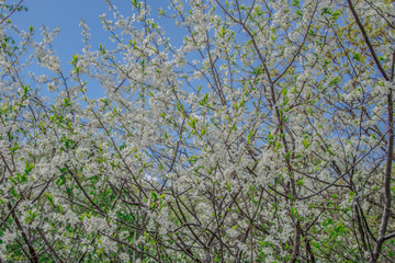 Macro photo white and blue flowers on trees, spring, clouds and blue sky