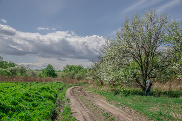 Spring, landscape, flowering fruit trees near dirt road with beautiful blue sky and clouds