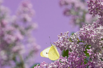 bright yellow butterfly on lilac flowers. common brimstone.