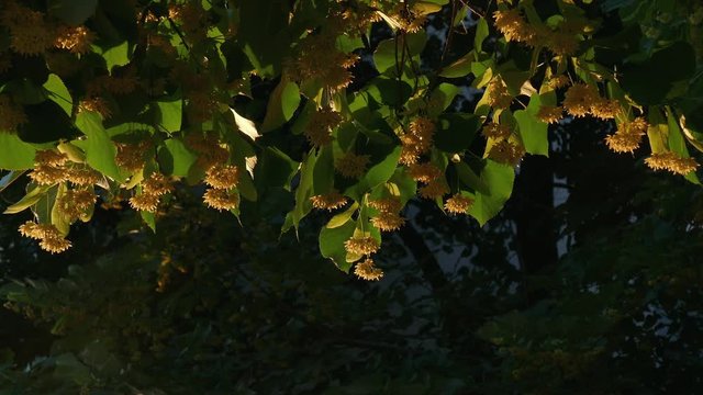 Blooming linden tree at sunset. 
Selective focus on yellow tilia blossoms.
Selective light on swaying branches with flowers.
Nature concept. 
Springtime concept. 
Close up. Low angle. No people.
