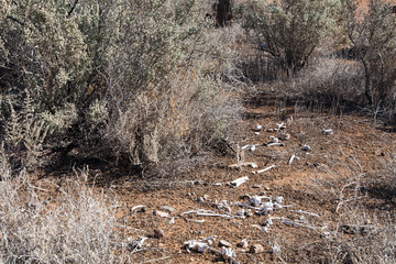 Kanyaka South Australia, bones of small animal scattered under saltbush plants