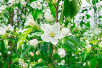 Macro photo white and blue flowers on trees, spring, clouds and blue sky