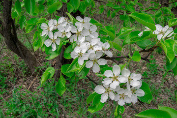 Macro photo white and blue flowers on trees, spring, clouds and blue sky