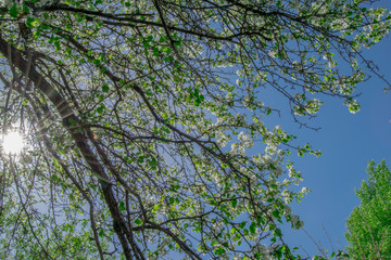 Macro photo white and blue flowers on trees, spring, clouds and blue sky