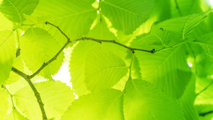 Texture of green tree leaves.