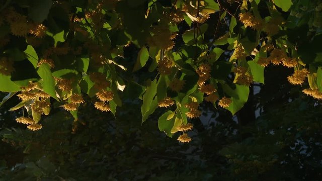 Blooming linden tree at sunset. Shaking pollen from tilia flowers.Selective focus, selective light on swaying branches with yellow blossoms.
Nature concept. Springtime concept.Close up.
Low angle.