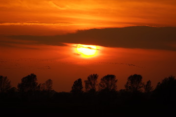 Sonnenuntergang mit Kranichen