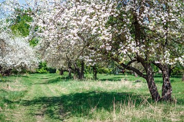 Fototapeta premium Apple blossom in the garden
