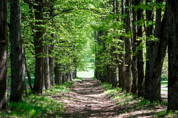 Fototapeta premium green lime Avenue in the spring