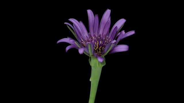 開花タイムラプス　バラモンジン