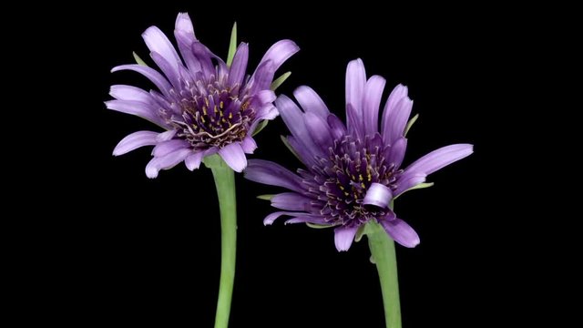 開花タイムラプス　バラモンジン