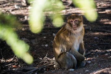 Barbary macaque monkey in the forest