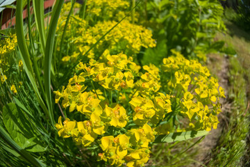 Ornamental plant Cypress spurge (Euphorbia cyparissias) in the yard of a house