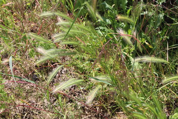 Green and burgundy grass, spicas grow on the field