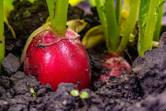 Rote reife Radischen aus Bio Anbau mit Erde