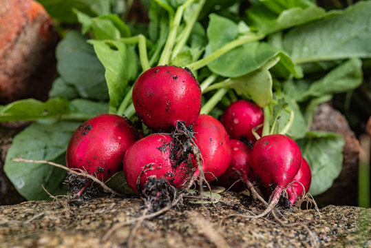 Rote reife Radischen aus Bio Anbau mit Erde