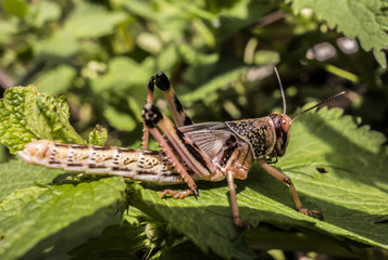 Young wingless Egyptian locust