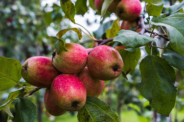 Apple on the branch of apple tree