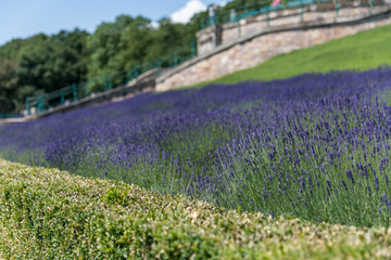 Bl&uuml;hender Lavendel am Niederrheindenkmal