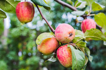 Apple on the branch of apple tree
